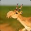 Dr. Proboscis Antelope