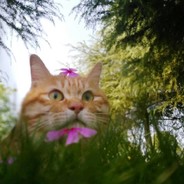 最强最狂最伟大の究极