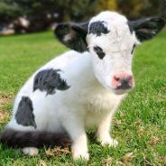 cat-cow