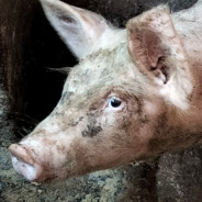 别压力我我很菜