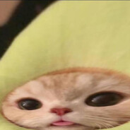 catmpavocado