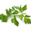 Parsley