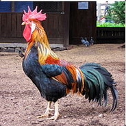 12 meter cock