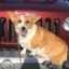 Corgis On The Jeep