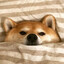 Psina_