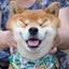 CrazyDog