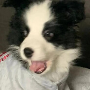 状态好手枪能杀俩