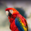 Parrot