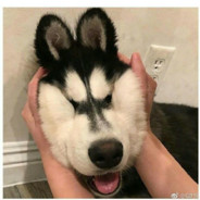 阿雷只想讨老婆