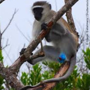 MACACÃO DA BOLA AZUL