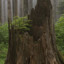 Lumberstump