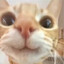Captain meowツ
