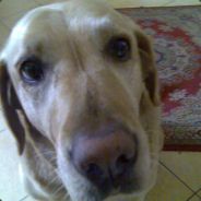 spidi* like a Cheetah