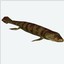 Tiktaalik