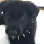 AngelPuppy