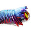A Mantis Shrimp