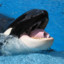 Orca