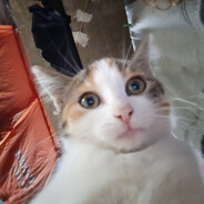 Bułeczka.skins.army