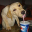 Dolodaala Pepsica