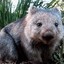 Die Heilige Wombat