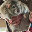 unusually large rat