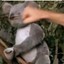 Koalafiedmistake
