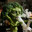 🥦broccoli🥦