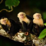 DadaIgor [Dios Banditos-SP]