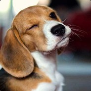 Beagle_Dog