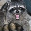 Lt. Raccoon