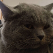 士必马叉虫田力