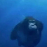 Gorilla
