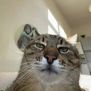 SC10 - steam id 76561199124804718