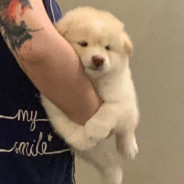 老公硬硬的原来是死了