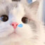 猫绒绒
