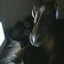 NEIGHNEIGHNEIGHNEIGHNEIGHNEIGH