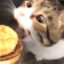 KittyYouCanHasCheeseBurger