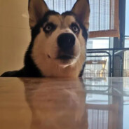 雪夜二哈-xueyeerha