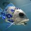 fish_liberator