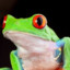 FroggyBot
