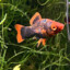 FishBugs