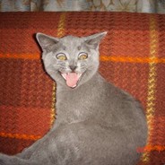 Котэ Под Наркотэ