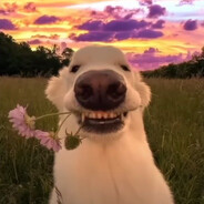 kenicurrfelconcsmal - steam id 76561199405093754