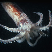 Squid