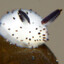 Mold spore