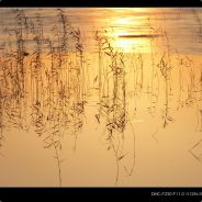 拿什么来拯救你