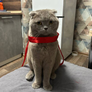 Я некиту порву