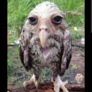 Suspicious Animal's Avatar