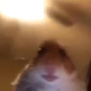 LenaKuka - steam id 76561199571330683