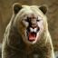 Cougar Bear
